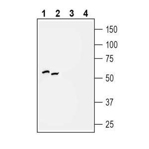 Anti-P2Y2 Receptor Antibody