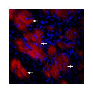 Anti-P2Y12 Receptor-ATTO Fluor-594 Antibody