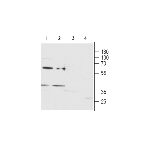 Anti-P2Y12 Receptor (extracellular) Antibody