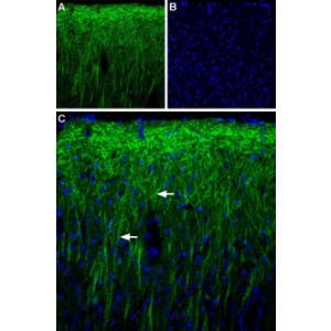 Anti-PEX5L (TRIP8b) Antibody