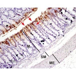 Anti-Aquaporin 3 Antibody
