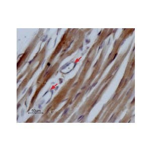 Anti-Na<sub>V</sub>1.5 (SCN5A) (493-511) Antibody