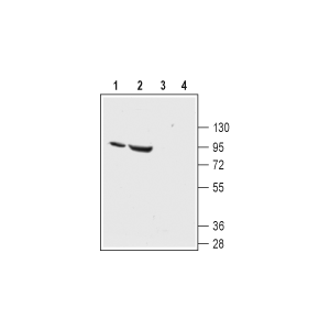 Anti-ENaC &alpha; (SCNN1A) (extracellular) Antibody