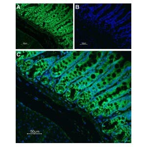 Anti-Neurokinin 1 Receptor (NK1R) (extracellular) Antibody