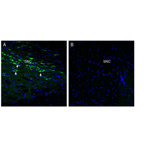 Anti-Oxytocin Receptor Antibody
