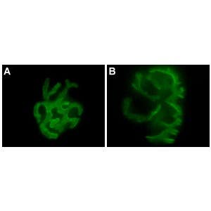 &alpha;-Bungarotoxin-ATTO Fluor-488