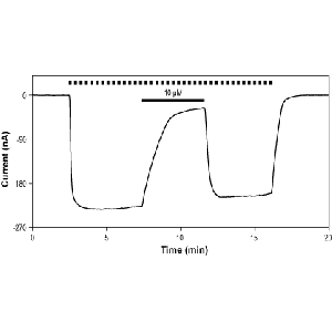 (-)-Bicuculline methochloride