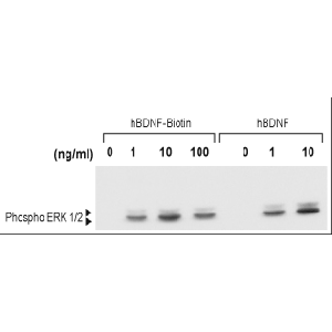 human BDNF-Biotin