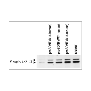 Recombinant human proBDNF (cleavage resistant) protein