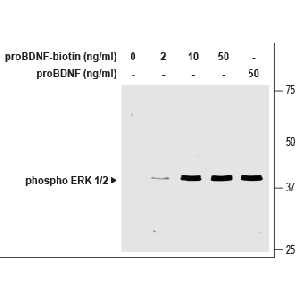 human proBDNF-Biotin