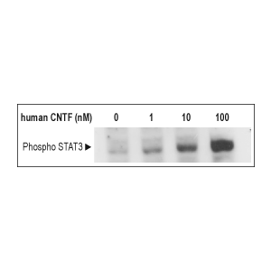 Recombinant human CNTF protein