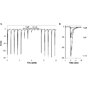 D-AP5