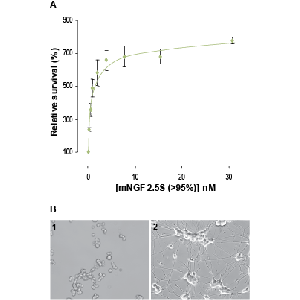 Native mouse NGF 2.5S protein (>95%)