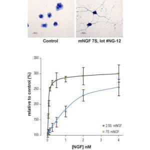 Native mouse NGF 7S protein