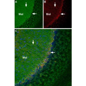 mouse NGF 2.5S-Biotin