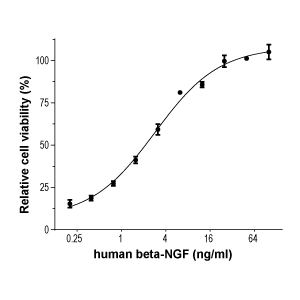 Recombinant human beta-NGF protein