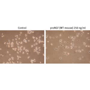 Recombinant mouse proNGF protein