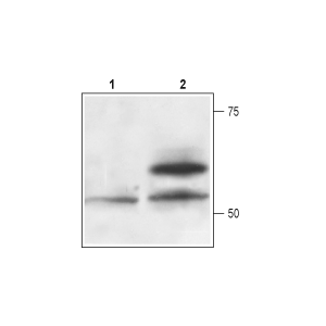 Recombinant human Artemin protein