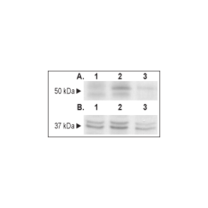 Human GFR&alpha;1-Fc Chimera