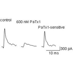 Phrixotoxin-1