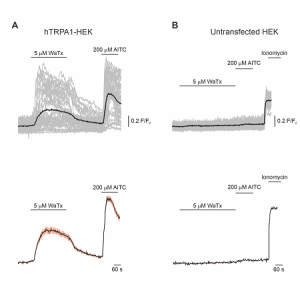 Wasabi Receptor Toxin