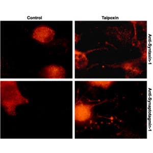 Taipoxin