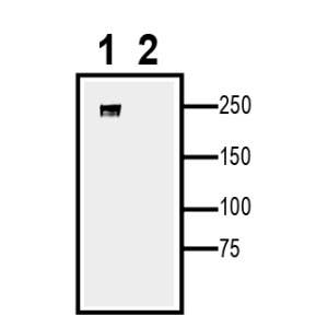 Na<sub>V</sub>1.1 XenoBlot&trade; Positive Control