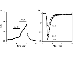 α-Asarone