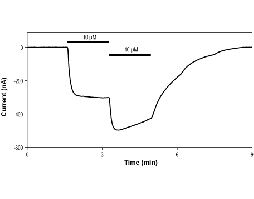 (S)-AMPA