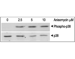Anisomycin
