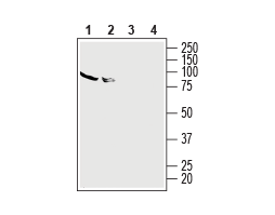 Anti-Human Adenosine A<sub>2A</sub> Receptor (extracellular) Antibody