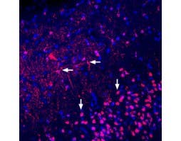 Anti-Adenosine A<sub>2A</sub> Receptor (extracellular) Antibody