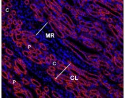 Anti-Angiotensin II Receptor Type-1 (extracellular)-ATTO Fluor-550 Antibody