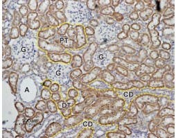 Anti-Angiotensin-(1-7) Mas Receptor Antibody