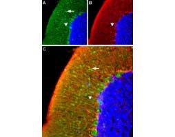 Anti-α<sub>1A</sub>-Adrenergic Receptor (extracellular) Antibody