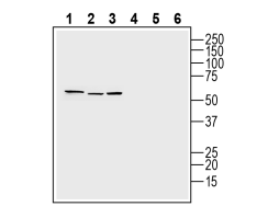 Anti-Human Adenosine A3 Receptor (extracellular) Antibody - Carrier Free