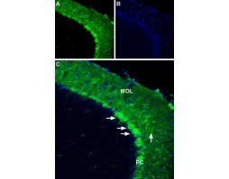 Anti-Apelin/APJ Receptor (extracellular) Antibody