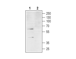 Anti-Human C3aR (extracellular) Antibody