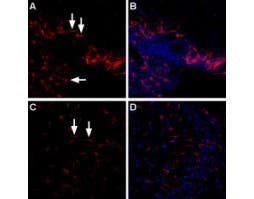 Anti-LPAR4 (P2Y9) (extracellular) Antibody
