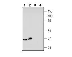 Anti-Adenosine A<sub>3</sub> Receptor (extracellular) Antibody
