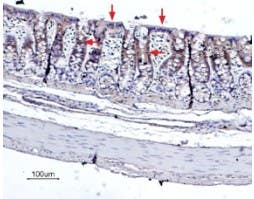 Anti-Bestrophin-2 (extracellular) Antibody