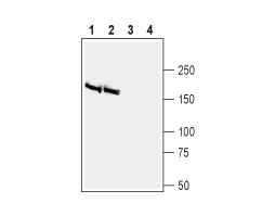 Anti-BAI2 (extracellular) Antibody