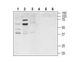 Anti-TGR5 (GPBAR1) Antibody