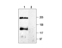 Anti-Ca<sub>V</sub>pan α1 Antibody