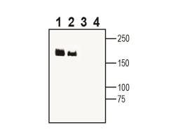 Anti-Ca<sub>V</sub>3.3 (CACNA1I) Antibody