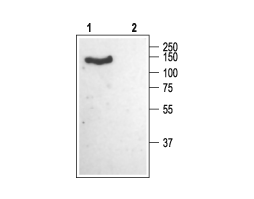Anti-CACNA2D1 (Ca<sub>V</sub>α2δ1) (extracellular) Antibody
