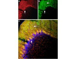 Anti-mGluR1 (extracellular)-ATTO Fluor-488 Antibody