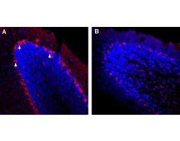 Guinea pig Anti-TRPC3 Antibody