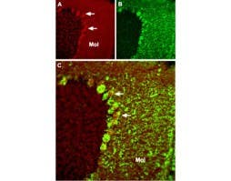 Anti-TRPC4 Antibody
