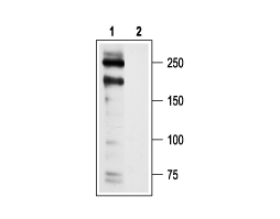 Anti-Human Ca<sub>V</sub>1.2 (CACNA1C) Antibody